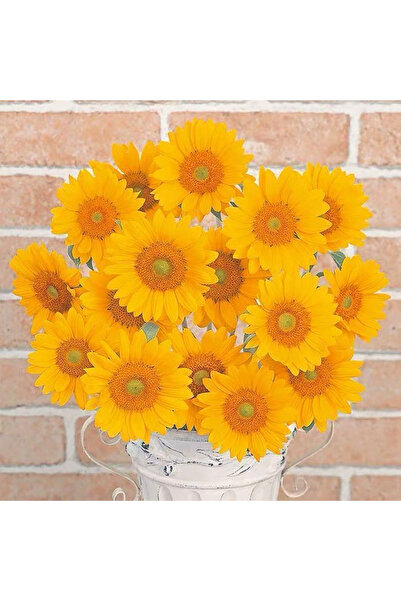 Bloom & Sow Seed بذور دوار الشمس القزمة المتفرعة، زهور صفراء زاهية لتزيين الح...