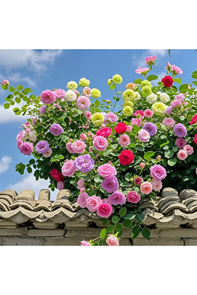 Bloom & Sow Seed Multi‑Hue Climbing Rose Seeds, Heavy Blooming Vine Rose for ...