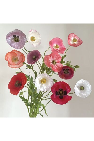Bloom & Sow Seed بذور الخشخاش الأيسلندي بألوان متنوعة، بذور زهور الزينة للحدا...
