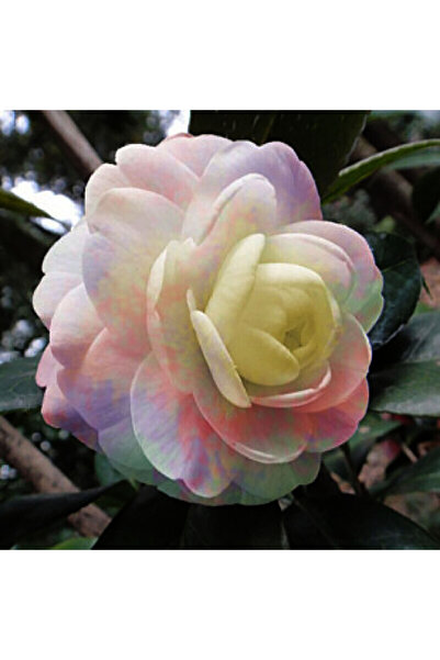 Bloom & Sow Seed Pastel Rainbow Camellia Japonica Seeds, Ornamental Shrub for...