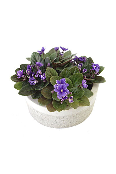 Bloom & Sow Seed Violet‑Purple Saintpaulia Seeds, Compact Blooming Houseplant...