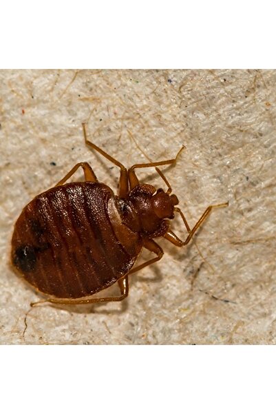 One Shot SPRAY - ÎNLOCUIT DEȘTEPTĂTORUL DE INSECTE ȘI LARVELE 1 Litru - Mega ...