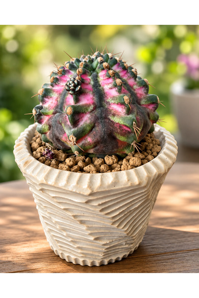 ATLANTE CACTUS Gymnocalycium M. Variegata - “T-REX” özel seri, tohumdan
