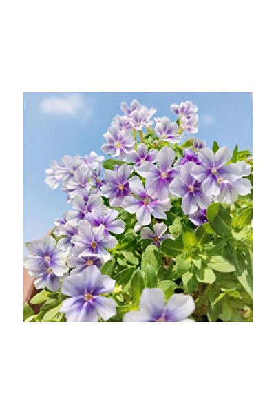 Bloom & Sow Seed Bicolor Lavender White Petunia Seeds, Trailing Annual Flower...