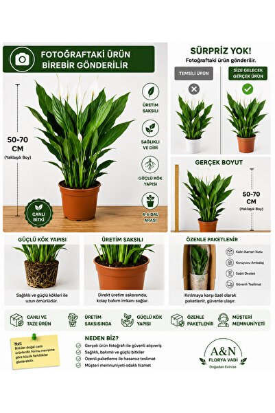 A&N Florya Vadi Barış Çiçeği 50-70 Cm Çiçekli Spathiphyllum Canlı Salon Bitki...