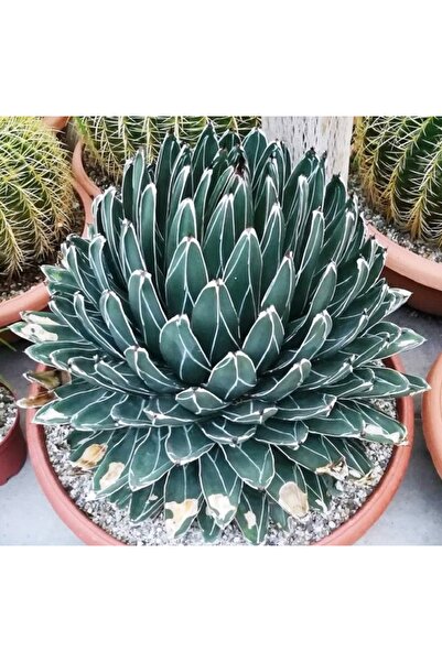 cantropikal Agave victoriae Reginae - golden queen - 5,5 cm. çaplı saksıda