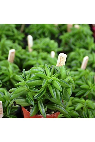 cantropikal Peperomia Asperula Prayer Pepper Sarı Çiçek Açan Sukulent