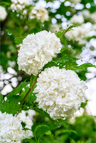 Vasada Beyaz Çiçekli Kartopu Fidanı Çınar Yapraklı Kartopu Çalısı Viburnum Ca...