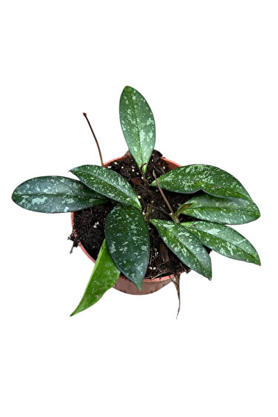 Eufloria Hoya 'Crassipetiolata Splash' Ø10.5cm