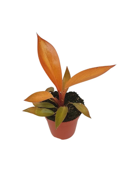 Eufloria Филодендрон БЛЕК КАРДИНАЛ Д5.5