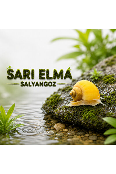 Moss Akvaryum Altın (Sarı) Elma Salyangoz 2 Adet