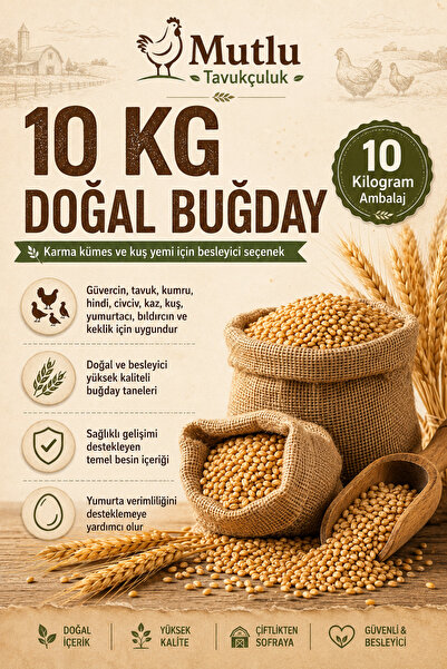 MUTLU TAVUKÇULUK Buğday 10 Kg Yem Güvercin Yemi Tavuk Yem Civciv Habeş Taklac...