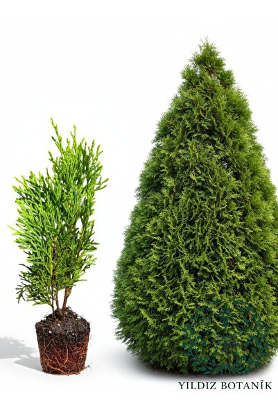 YILDIZ BOTANİK 10 Adet Smaragd Mazı Fidanı Çit Bitkisi Thuja Occidentalis Sma...