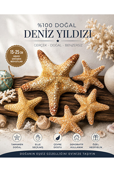 Flea Market Gerçek Ithal Dev Deniz Yıldızı - Ort. 15-25 cm ( Kolleksiyonluk ,...