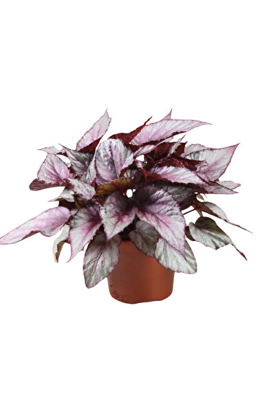 Eufloria Begonia 'Maori Haze' Ø12cm