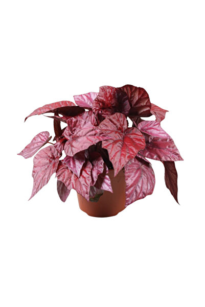 Eufloria Begonia 'Inca Flame' Ø12cm