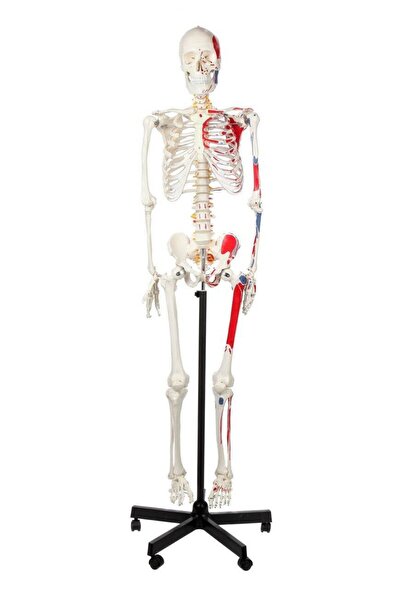 EgeAnatomi Maketleri Gerçek Boyutlarında Kasları Gösteren İnsan İskeleti Mode...