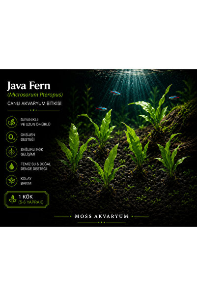 Moss Akvaryum Java Fern Microsorum Pteropus 1 Kök (5-6 yaprak)