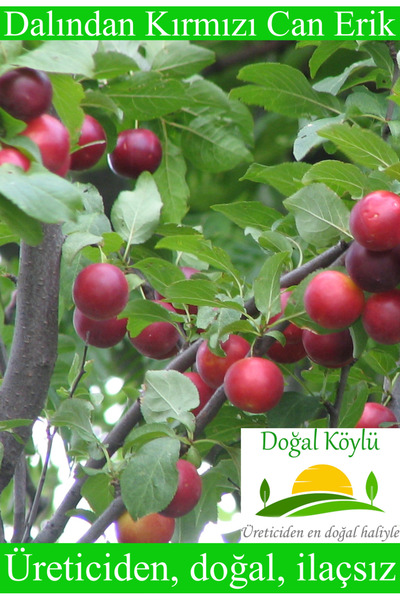 Doğal Köylü Dalından Kırmızı Can Erik 500gr - Üreticiden Doğal, İlaçsız