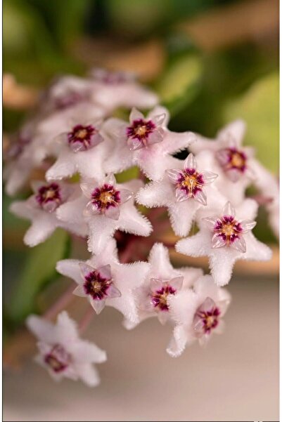 SİMAN BOTANİK Hoya Kanyakumariana Variegata Mum Çiçeği