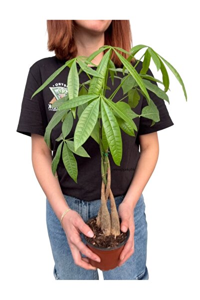 retro çiçekçilik Para Ağacı Çiçeği Şans Bitkisi 40 CM (Pachira Aquatica)