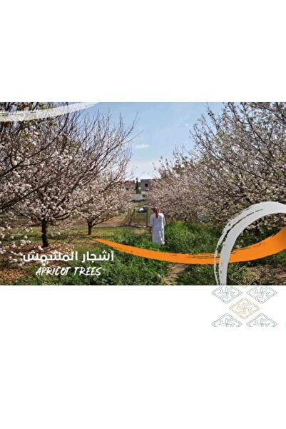 GENERAL Digital Art Card of Natural Apricot Trees |   Digital Art Photo Card ...