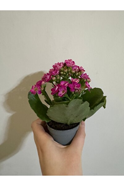 staristakı Fuşya renk mini kalanchoe