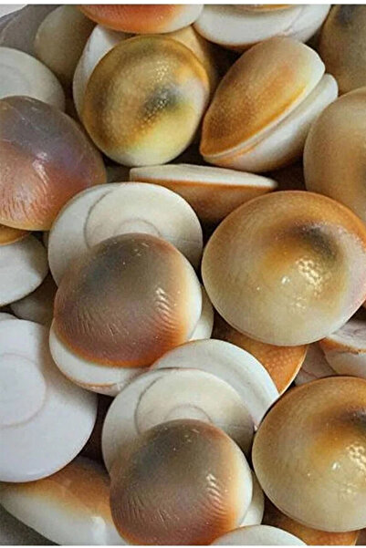 NehirTaş Certified 6 Pieces of Delphinium Stone Without Holes