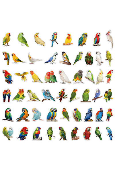 Choice1 50-Pack 50-Pack Colorful Parrot Doodle PET Transparent Stickers Suppl...