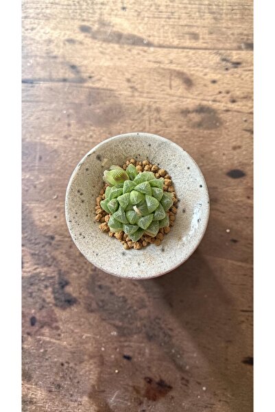 ATLANTE CACTUS Haworthia Obtusa Hikaru