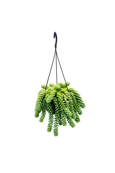 Generic Sedum Burrito Hanging Holland