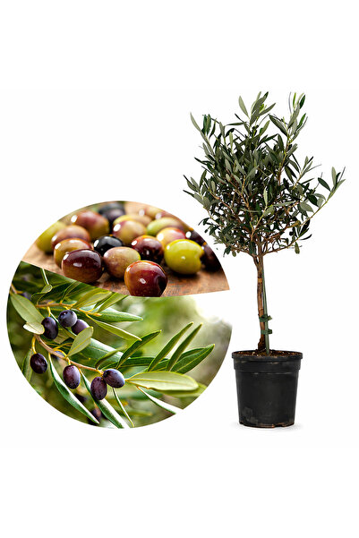 Serafina Mini măslin, Olea Europaea, H 70 cm