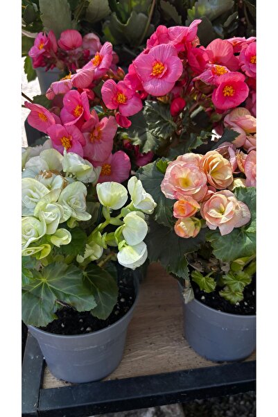 GARDENLİFEBOTANİK Beğonya canlı çicek