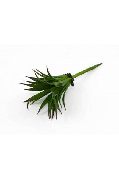 OEM Plante Suculente Frunza Ananas (Set 3 buc)