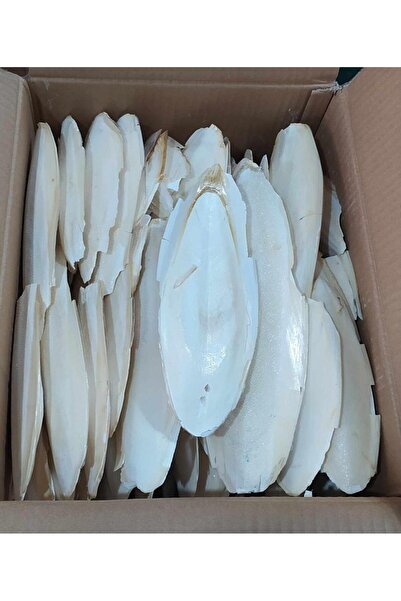 HOBİ KUŞLAR İÇİN MÜREKKEP BALIĞI KALAMAR KEMİĞİ ORTA BOY 8-12 CM 3 ADET