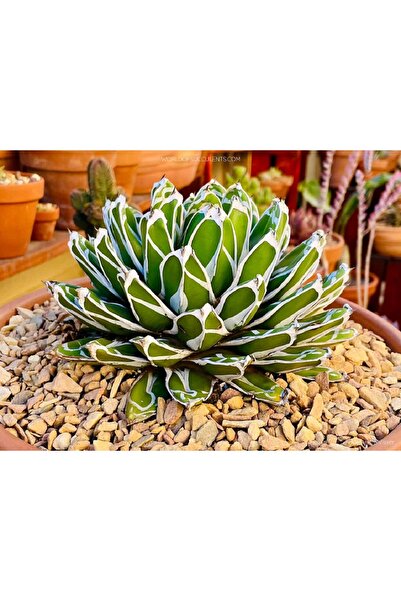 cantropikal Agave Victoria Reginae, Büyüyünce Muhteşem Nadir Sukulent Kaktüs ...