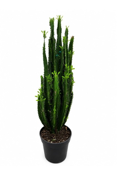 ERNAZ Euphorbia Trigona / Süt Ağacı Kaktüsü / 60-70 cm Boy / İç Mekan Bitkisi