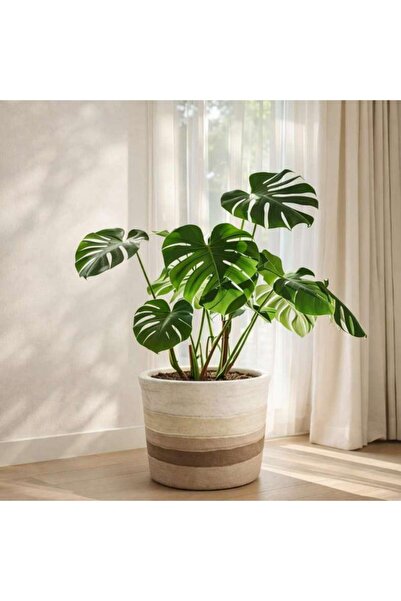 PAN HOME Julie Stoneware Organic Striped Desert Planter 25.5x25.5x22cm - Brown