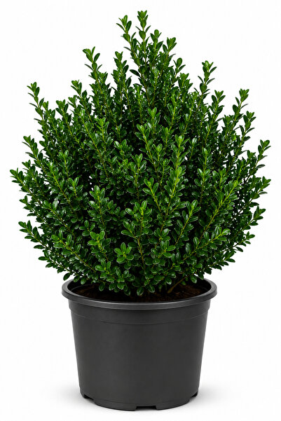Rosemary Garden Canlı Şimşir Bitkisi Buxus 30-50 cm 5 Litre Büyük Saksıda Par...