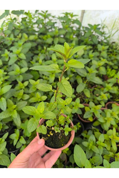 artemisiatıbbibitki Tıbbi Nane Fidesi Saksıda 8 cm'lik Saksı
