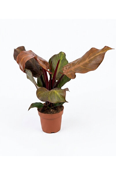 Your Flower Shop Philodendron Sunlight Canlı Saksıda