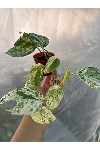 nazlı çiçekçilik Epipremnum Pinnatum Marble Queen Pothos Sarmaşık