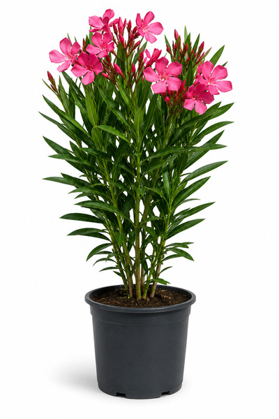 Rosemary Garden Bol Çiçekli Zakkum Fidanı 2 Litre Saksıda 50-60 cm Nerium Ole...