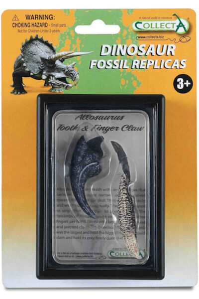 Collecta Dinte și gheară de Allosaurus, descoperite în cutie, 11,5 cm