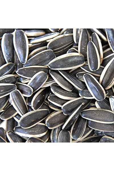 Royal aqua nature Imported Large Size Sunflower Seeds for Gray Parrot;Indian ...