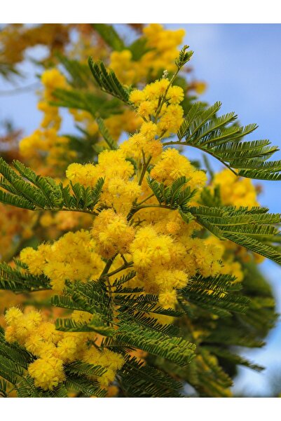 Nutyen Tüplü Mimosa Pudica (Mimoza) Küstüm Çiçeği Canlı Saksılı Büyük Boy Fid...