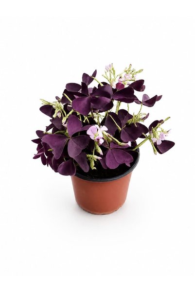 ERNAZ Oxalis Tiangularis Mor Yonca Mor Aşk Yoncası Q13 saksı 20 cm boy Dekora...