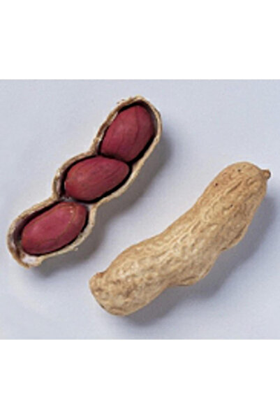 123 Fresh Seeds-100Pcs Peanut Seeds -Non-Gmo Fruit Vegetable Seeds for Planti...