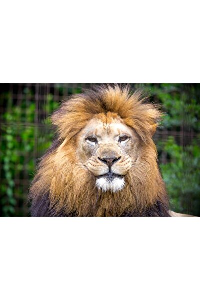 Persona Tablou canvas 100 x 70 cm, Animale model 2