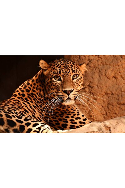 Persona Tablou canvas 100 x 70 cm, Animale model 164